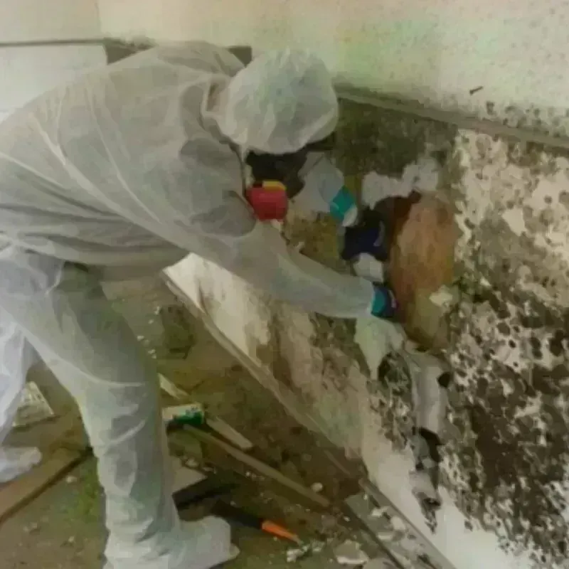 Mold Remediation and Removal in Bridge City, TX